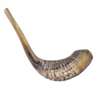 Šofar z baranieho rohu. Pololeštený (IZ170)